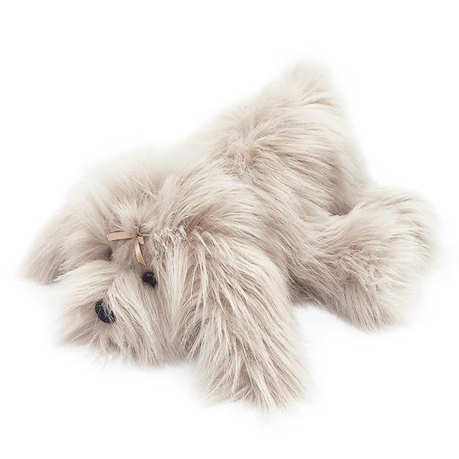 Schannel Shih Tzu