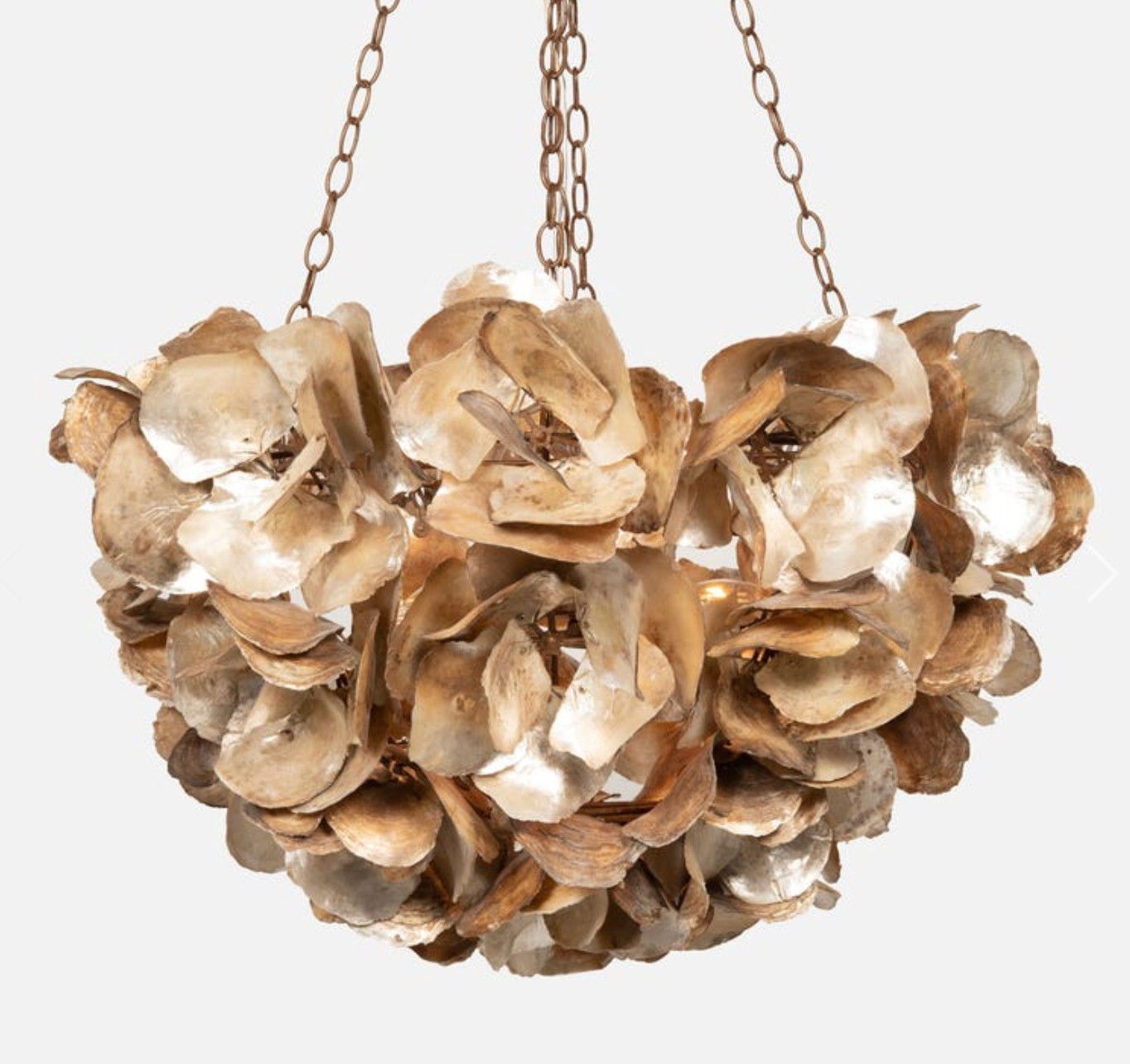 Venus, 35"Dx23"H, Champagne, Saddle Oyster Shell Chandelier
