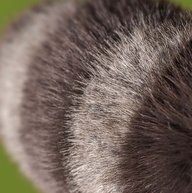Trixiwoo Raccoon