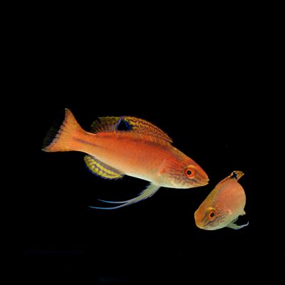 Latigo Fairy Wrasse (Cirrhilabrus Briangreenei)