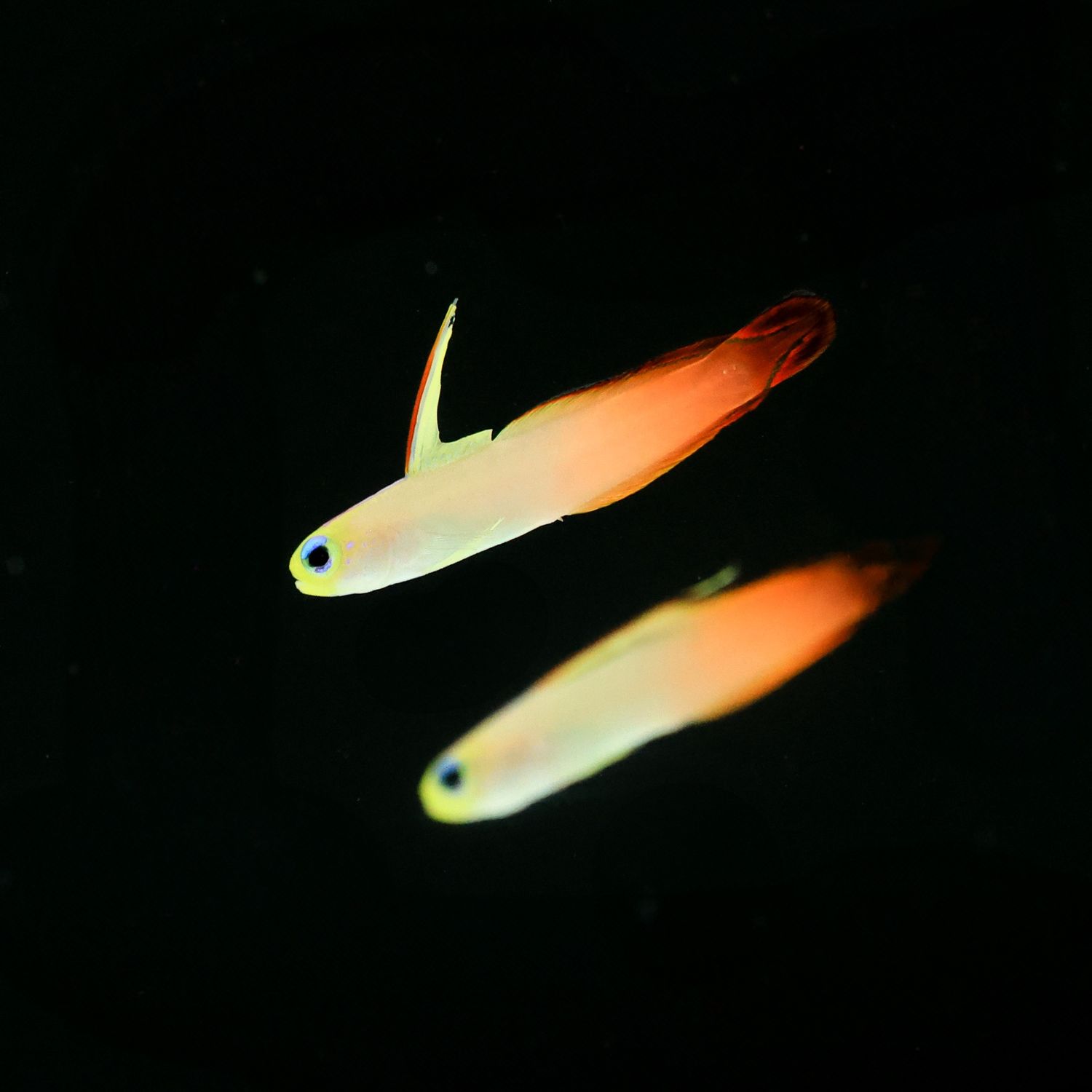 Red Firefish (Nemateleotris magnifica)