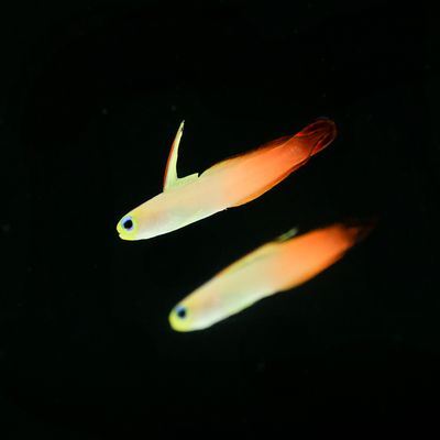 Red Firefish (Nemateleotris magnifica)