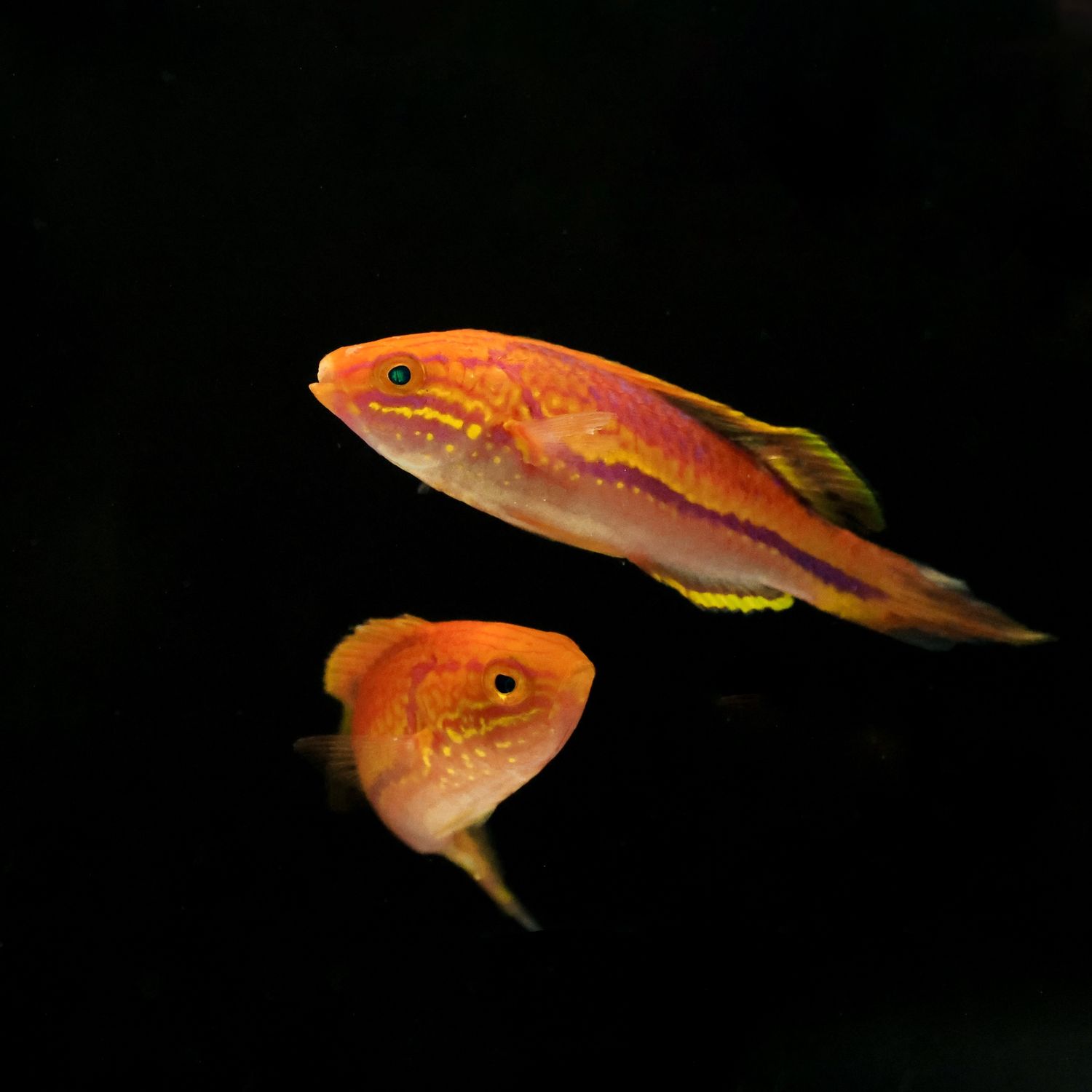 Pintail Fairy Wrasse (Cirrhilabrus Isosceles)
