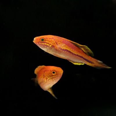 Pintail Fairy Wrasse (Cirrhilabrus Isosceles)