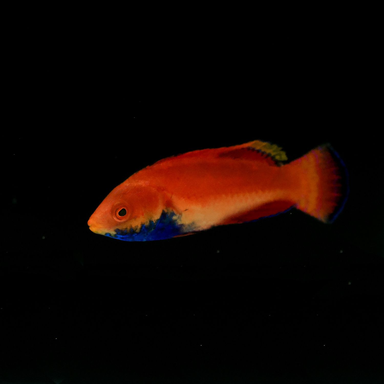 Blue Throat Fairy Wrasse (Cirrhilabrus Cyanogularis)