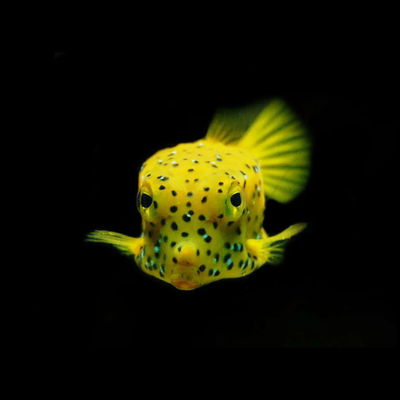 Boxfish