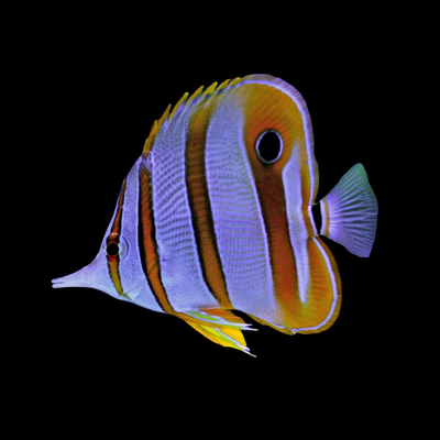 Butterflyfish