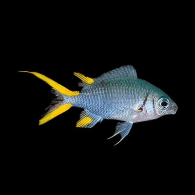Chromis