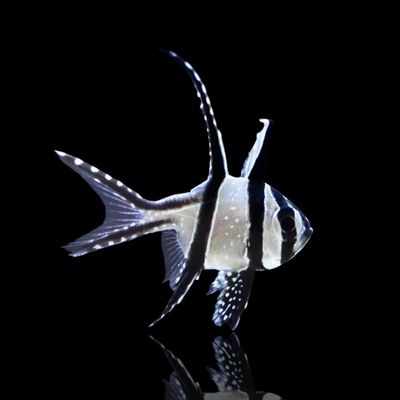 Cardinalfish