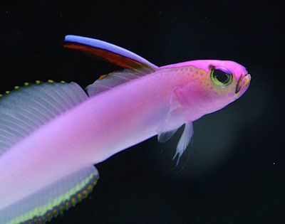 Dartfish