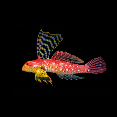 Dragonet