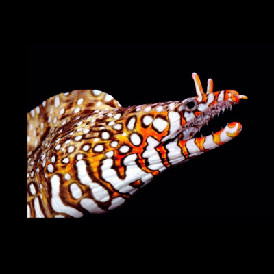 Eels