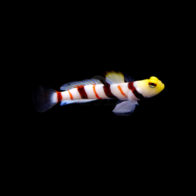 Gobies
