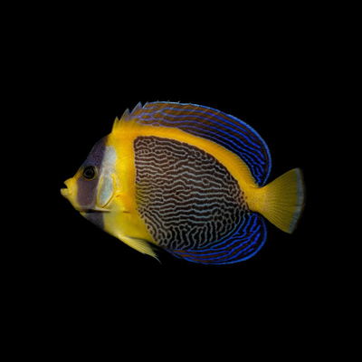 Angelfish