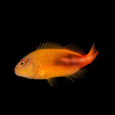 Hawkfish