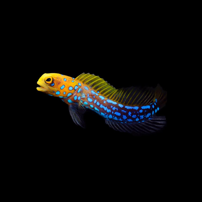 Jawfish