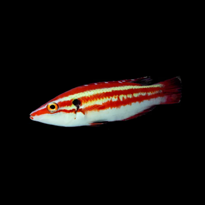 Hogfish
