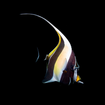 Miscellaneous Fish