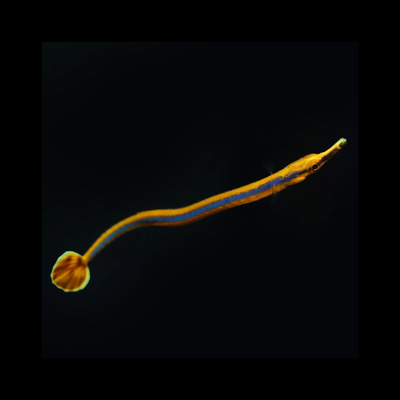 Pipe fish