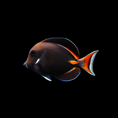 Tangs