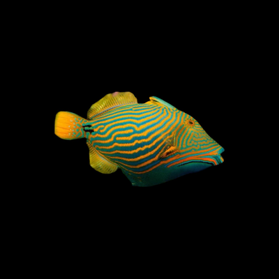 Triggerfish