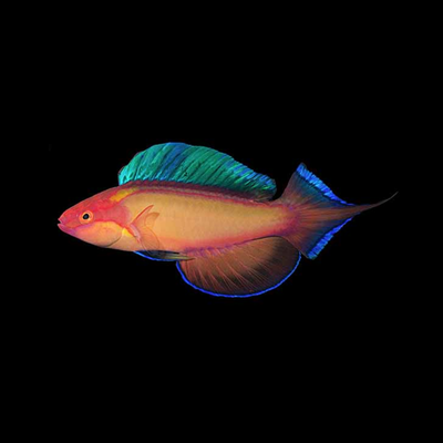 Wrasses