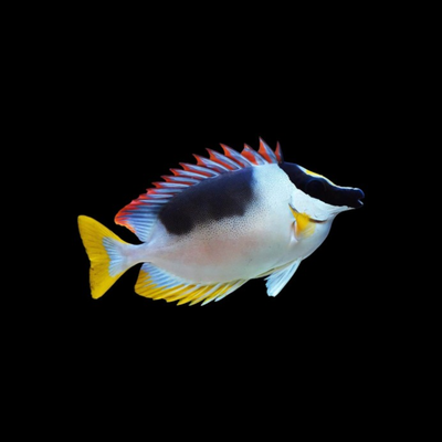 Rabbitfish