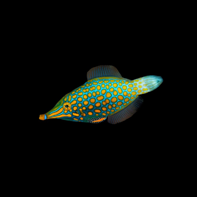 Filefish