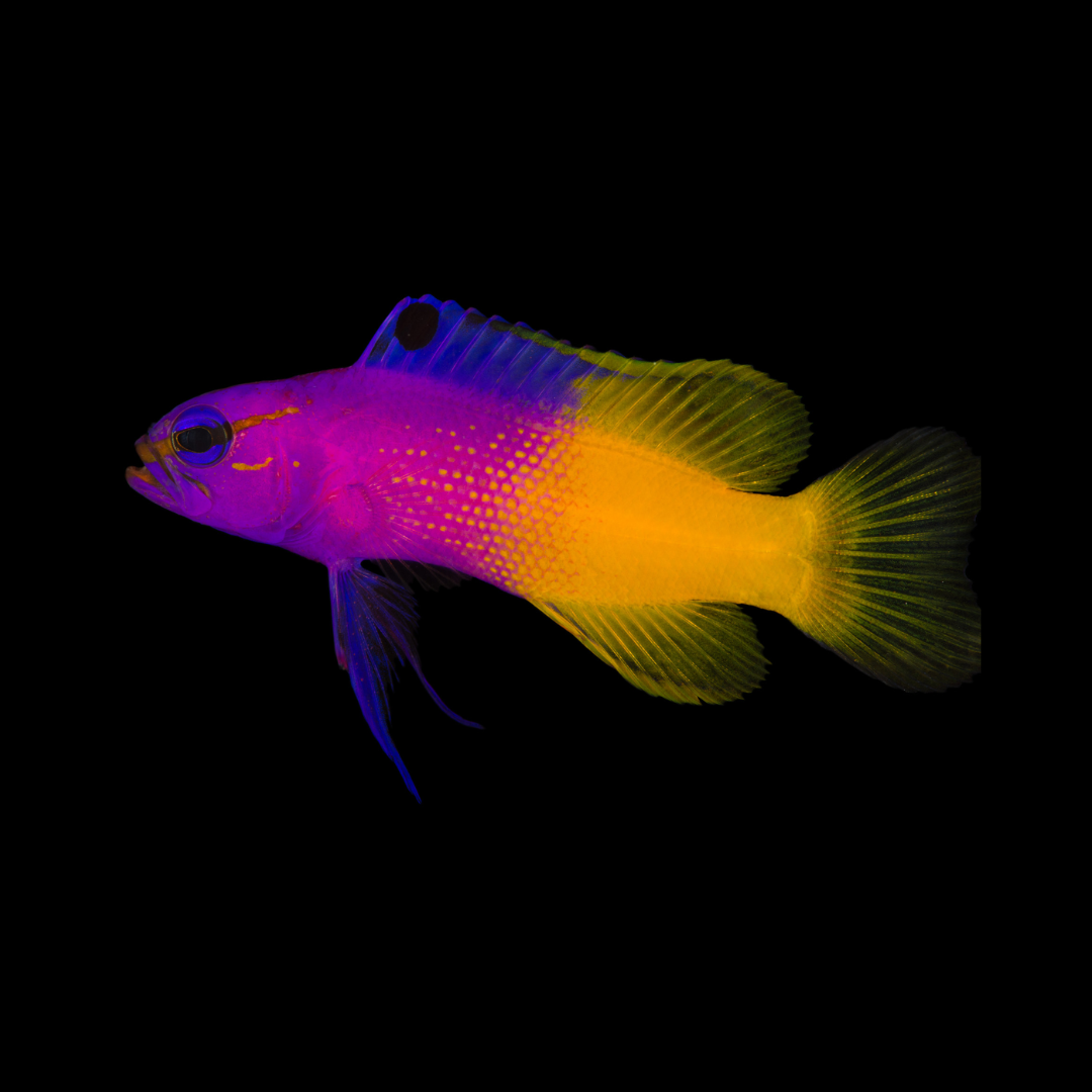 Royal Gramma (Gramma loreto)