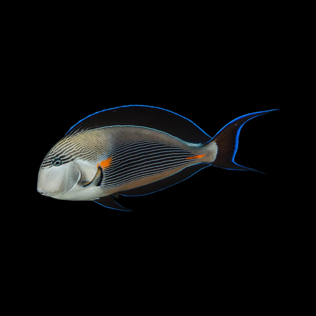 Sohal Tang - Red Sea (Acanthurus Sohal)