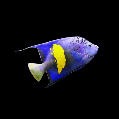 Maculosus Angelfish - Red Sea (Pomacanthus Maculosus)