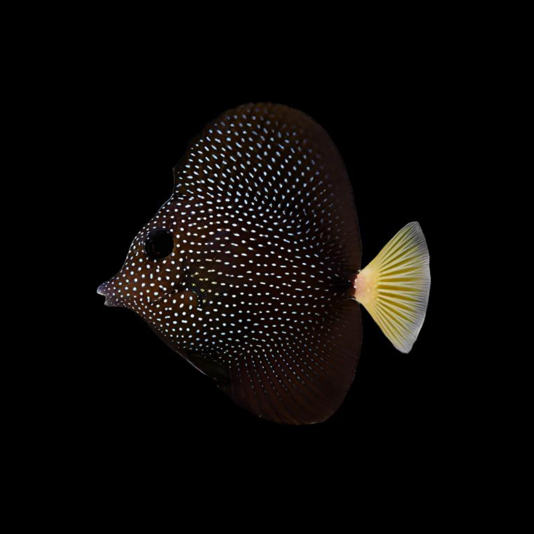 Gem Tang (Zebrasoma Gemmatum)