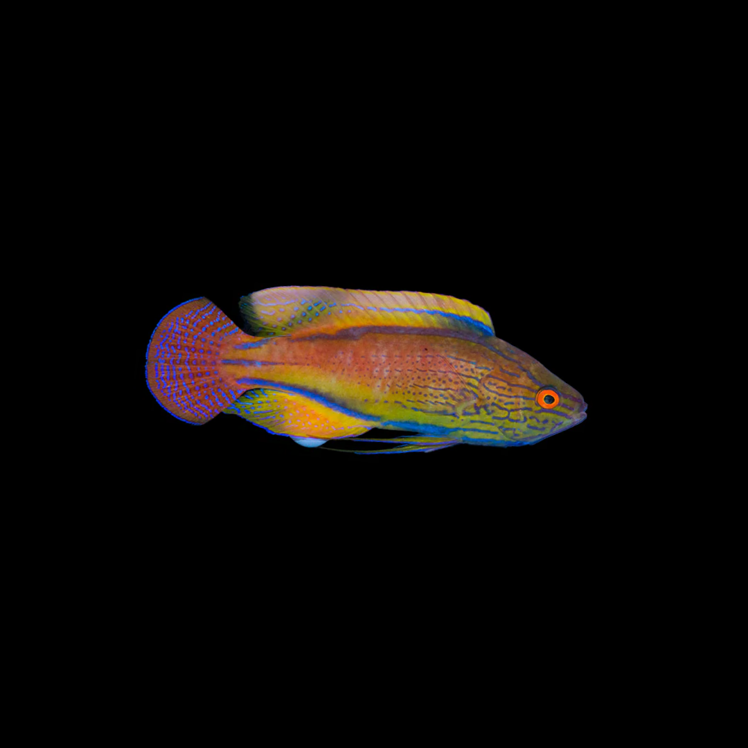 Lineatus Fairy Wrasse (Cirrhilabrus Lineatus)