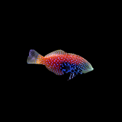 Blue Star Leopard Wrasse (Macropharyngodon Bipartitus)