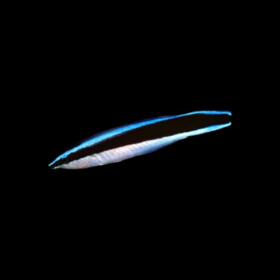 Cleaner Wrasse (Labroides Dimidiatus)