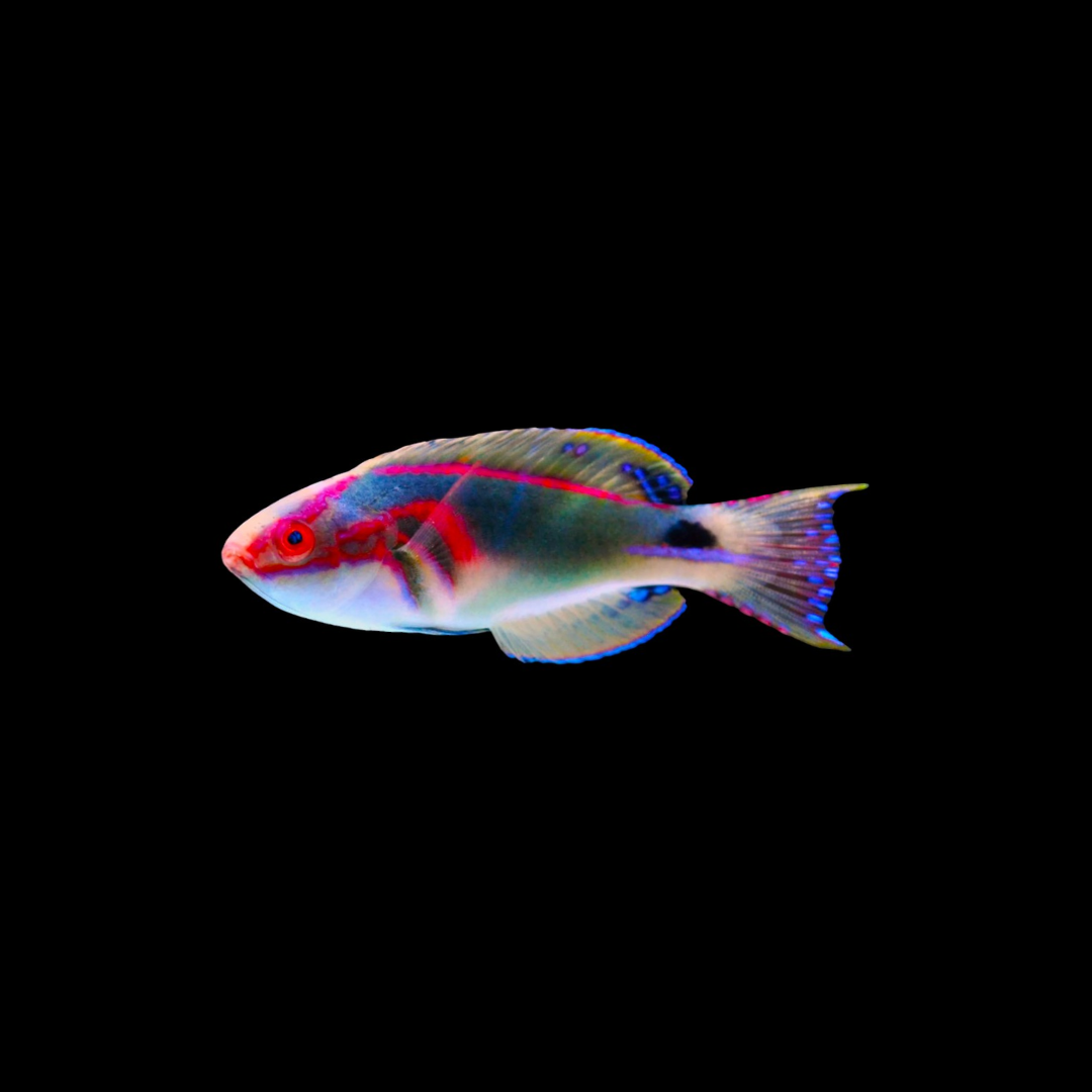 Exquisite Fairy Wrasse - Africa (Cirrhilabrus Exquisitus)