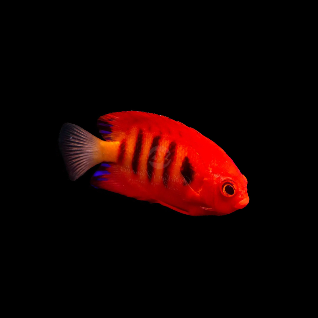 Flame Angelfish (Centropyge Loricula)