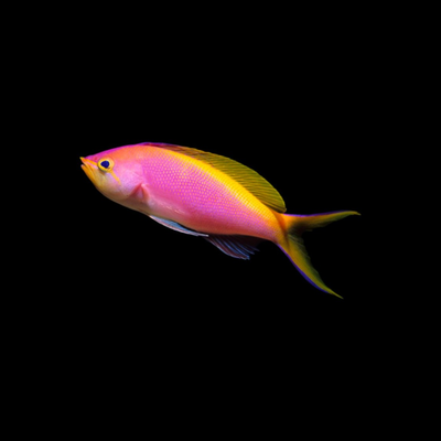 Carberryi Anthias (Nemanthias carberryi)