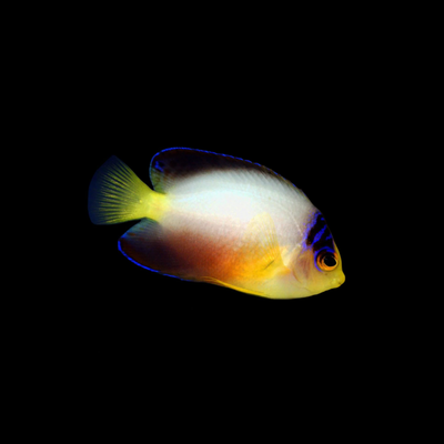 Multicolor Angelfish (Centropyge Multicolor)