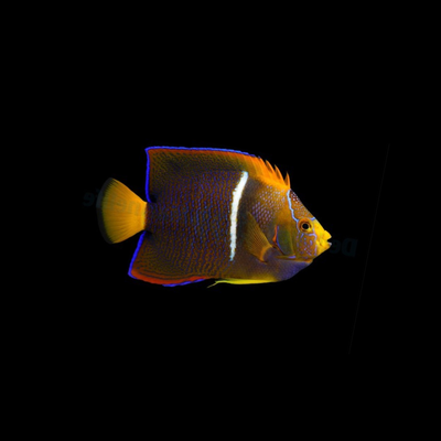 Passer Angelfish (Holacanthus Passer)