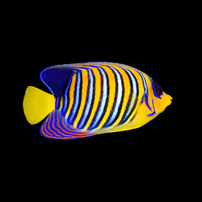 Regal Angelfish - Yellow Belly (Pygoplites Diacanthus)