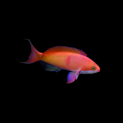 Cooper&#39;s Anthias (Pseudanthias cooperi)