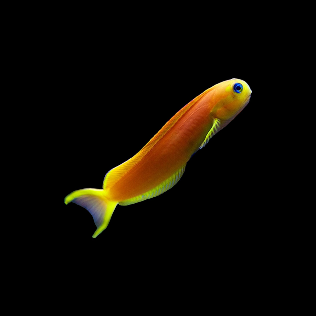 Midas Blenny - Africa (Ecsenius midas)