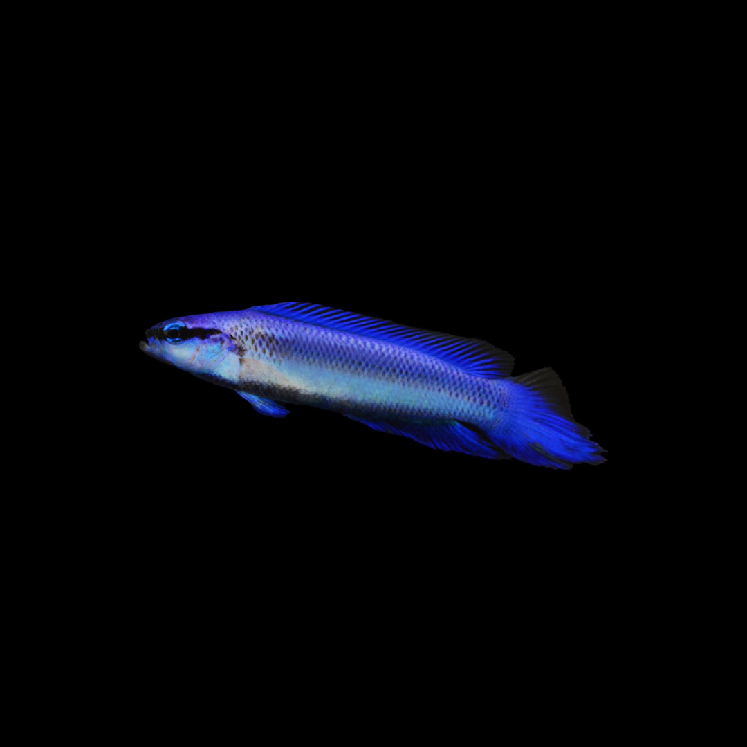 Indigo Dottyback (Pseudochromis fridmani x sankeyi)