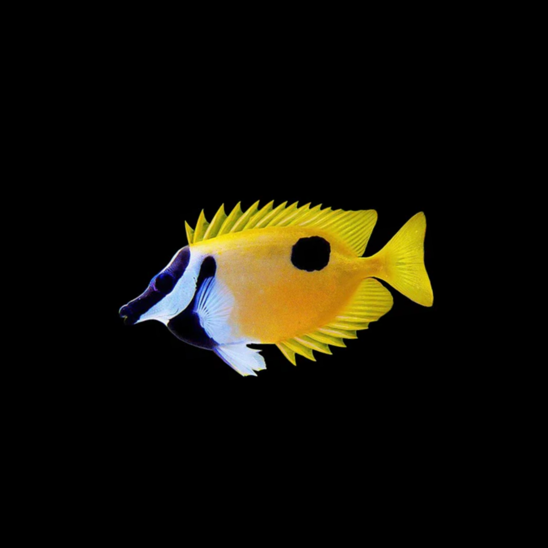 One Spot Foxface (Siganus unimaculatus)