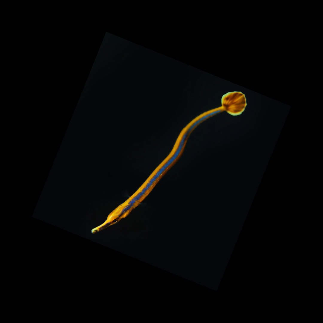 Bluestripe Pipefish - Africa (Doryrhamphus excisus)