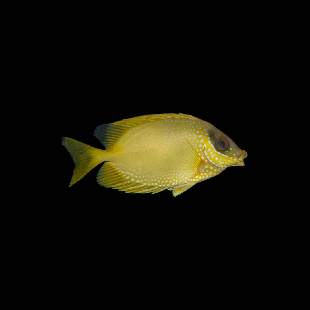 Blue Spotted Rabbitfish (Siganus corallinus)
