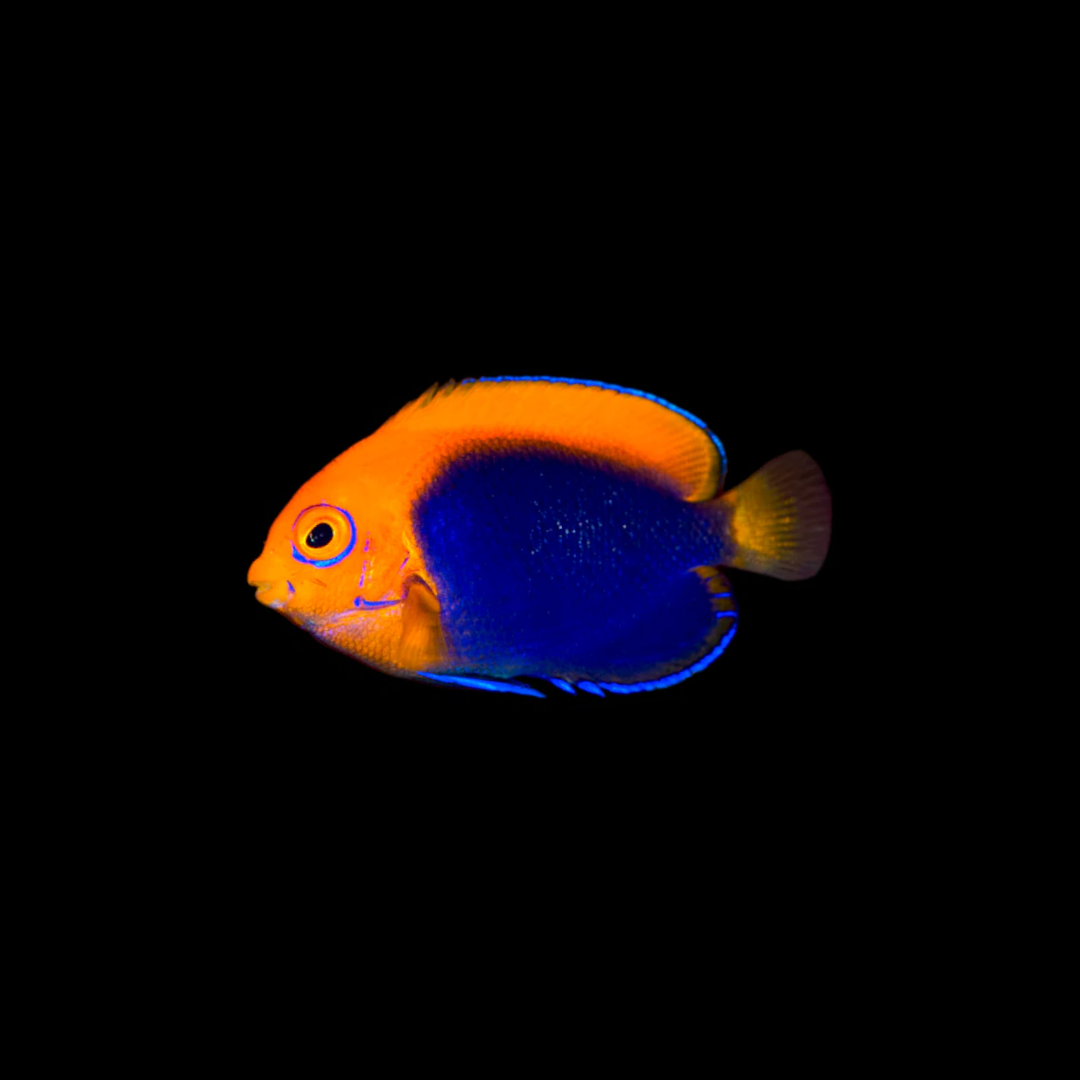 Flameback Angelfish (Centropyge Acanthops)