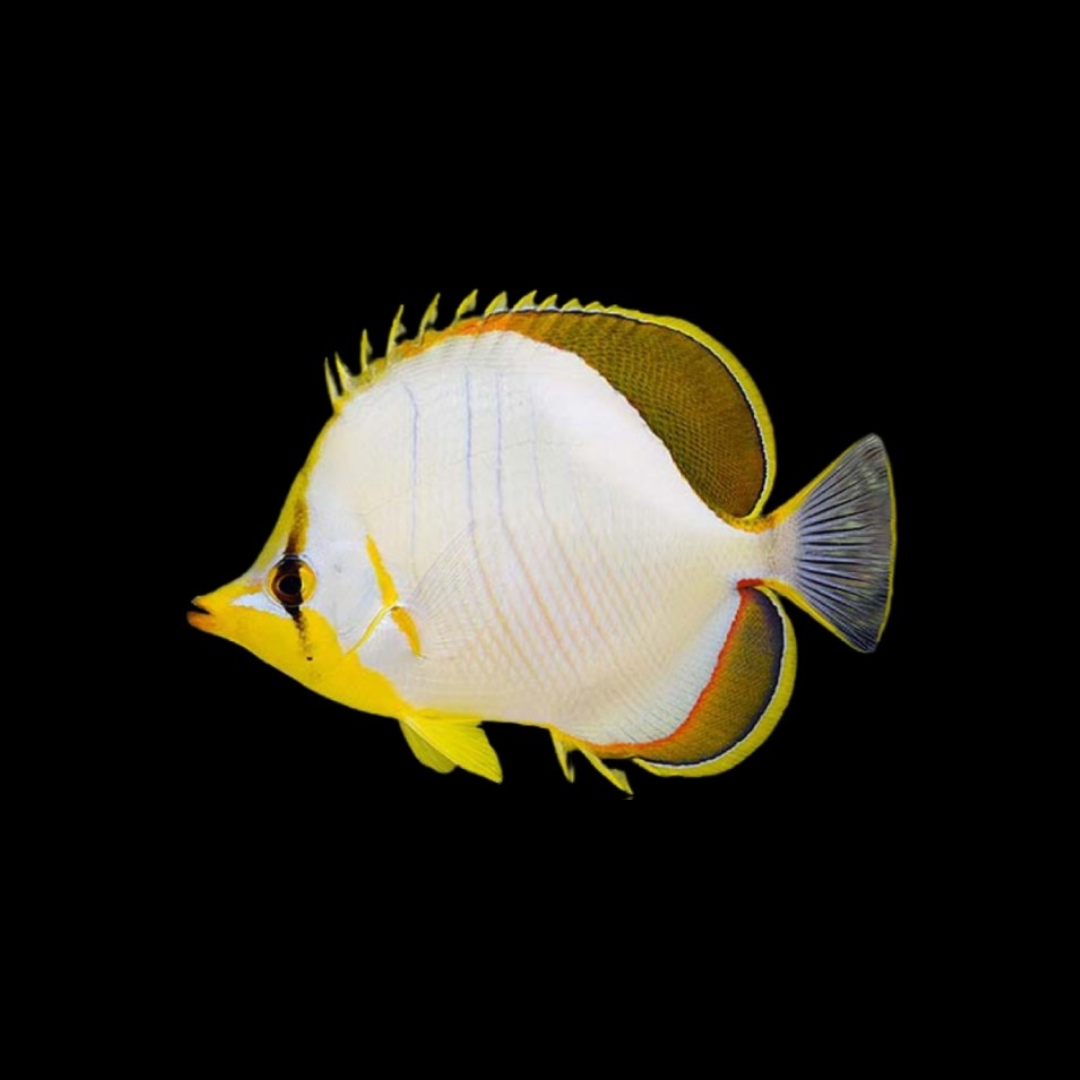 Yellowhead Butterflyfish (Chaetodon xanthocephalus)