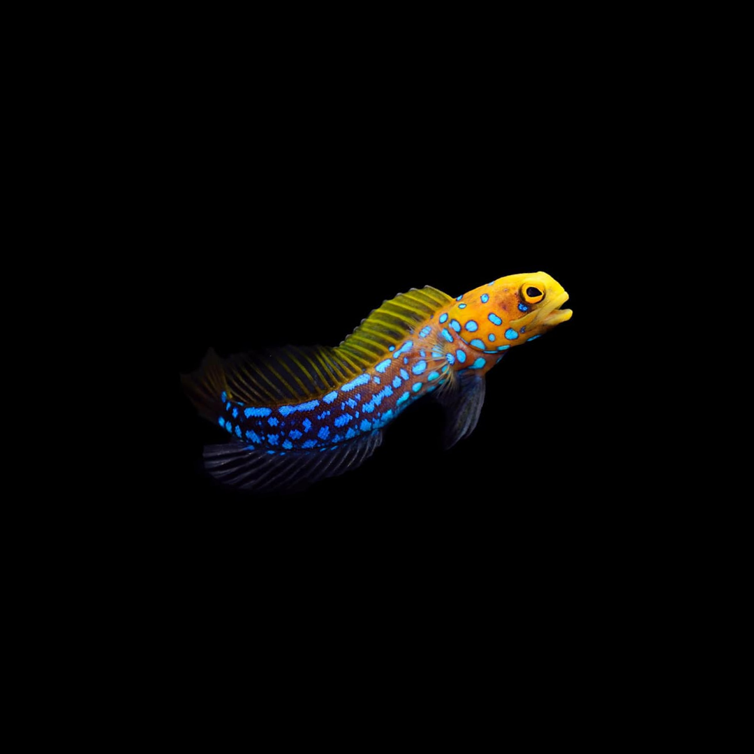 Blue Spot Jawfish (Opistognathus rosenblatti)